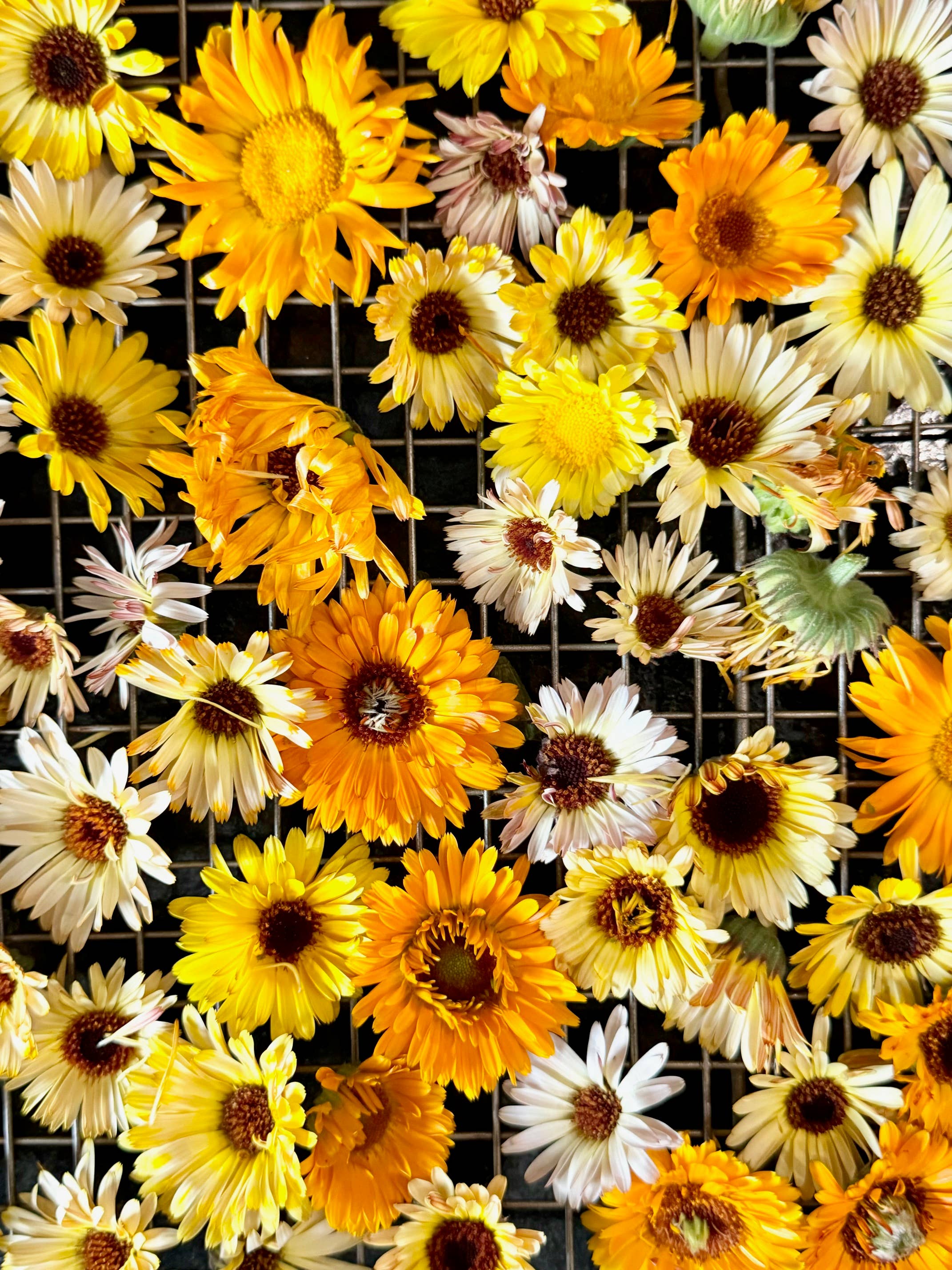 Morning Glory Dark Chocolate Bar