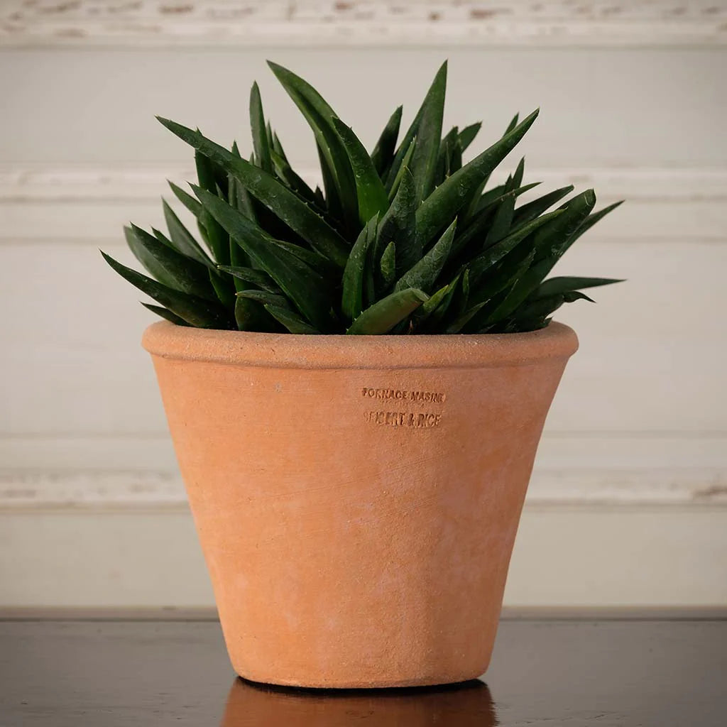 Tom Pot 6"