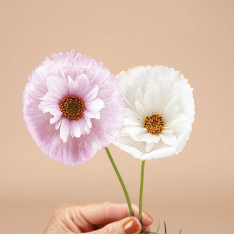 Cupcakes and Saucers Cosmos - 25 Seeds