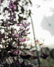 Ruby Moon Hyacinth Bean - 10 Seeds
