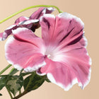 Chocolate Morning Glory - 20 Seeds