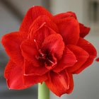 Amaryllis Holiday Bulb