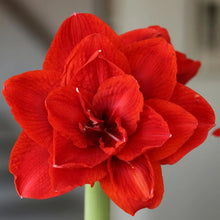Amaryllis Holiday Bulb