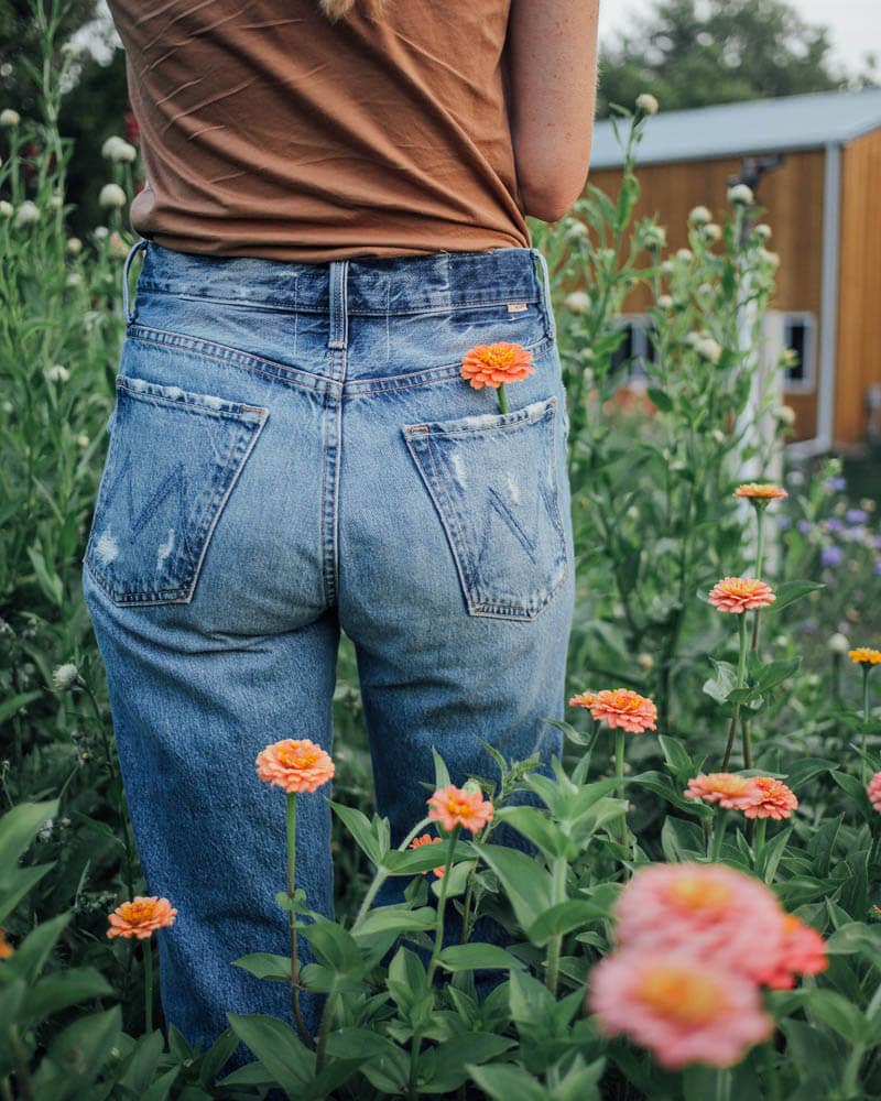 Oklahoma Salmon Zinnia - 100 Seeds