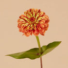 Queen Lime Orange Zinnia - 25 Seeds