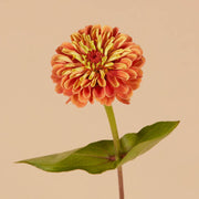 Queen Lime Orange Zinnia - 25 Seeds