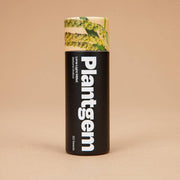 Limelight Millet - 100 Seeds