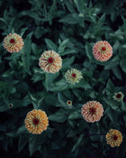 Queen Lime Orange Zinnia - 25 Seeds