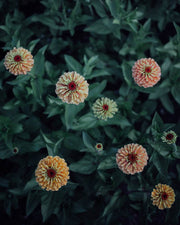 Queen Lime Orange Zinnia - 25 Seeds