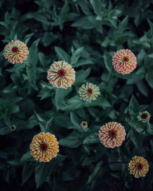 Queen Lime Orange Zinnia - 25 Seeds