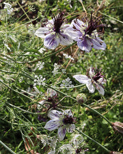 Delft Blue Nigella - 50 Seeds