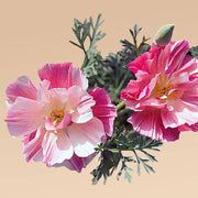 Thai Silk Apple Blossom Chiffon California Poppy - 100 Seeds