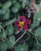 Purple Emperor Nasturtium - 25 Seeds