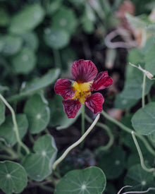 Purple Emperor Nasturtium - 25 Seeds