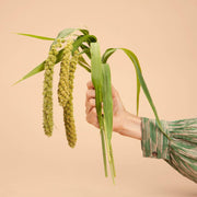 Limelight Millet - 100 Seeds
