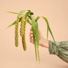 Limelight Millet - 100 Seeds