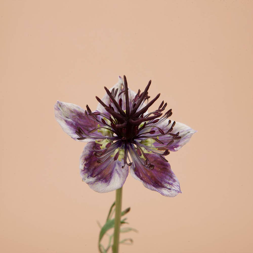 Delft Blue Nigella - 50 Seeds