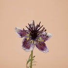 Delft Blue Nigella - 50 Seeds