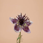 Delft Blue Nigella - 50 Seeds