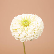 Benary's Giant White Zinnia Seeds