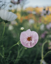 Cupcakes and Saucers Cosmos - 25 Seeds