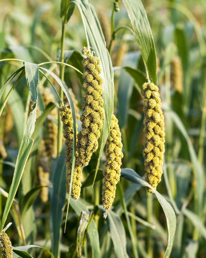 Limelight Millet - 100 Seeds