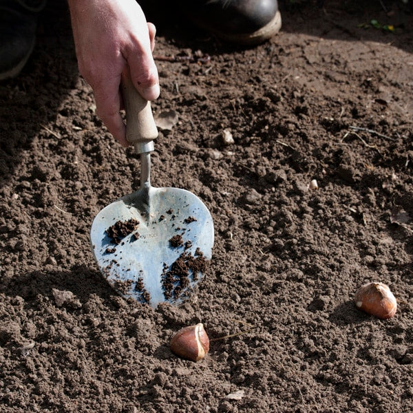 Planting Trowel Old Dutch Style Long