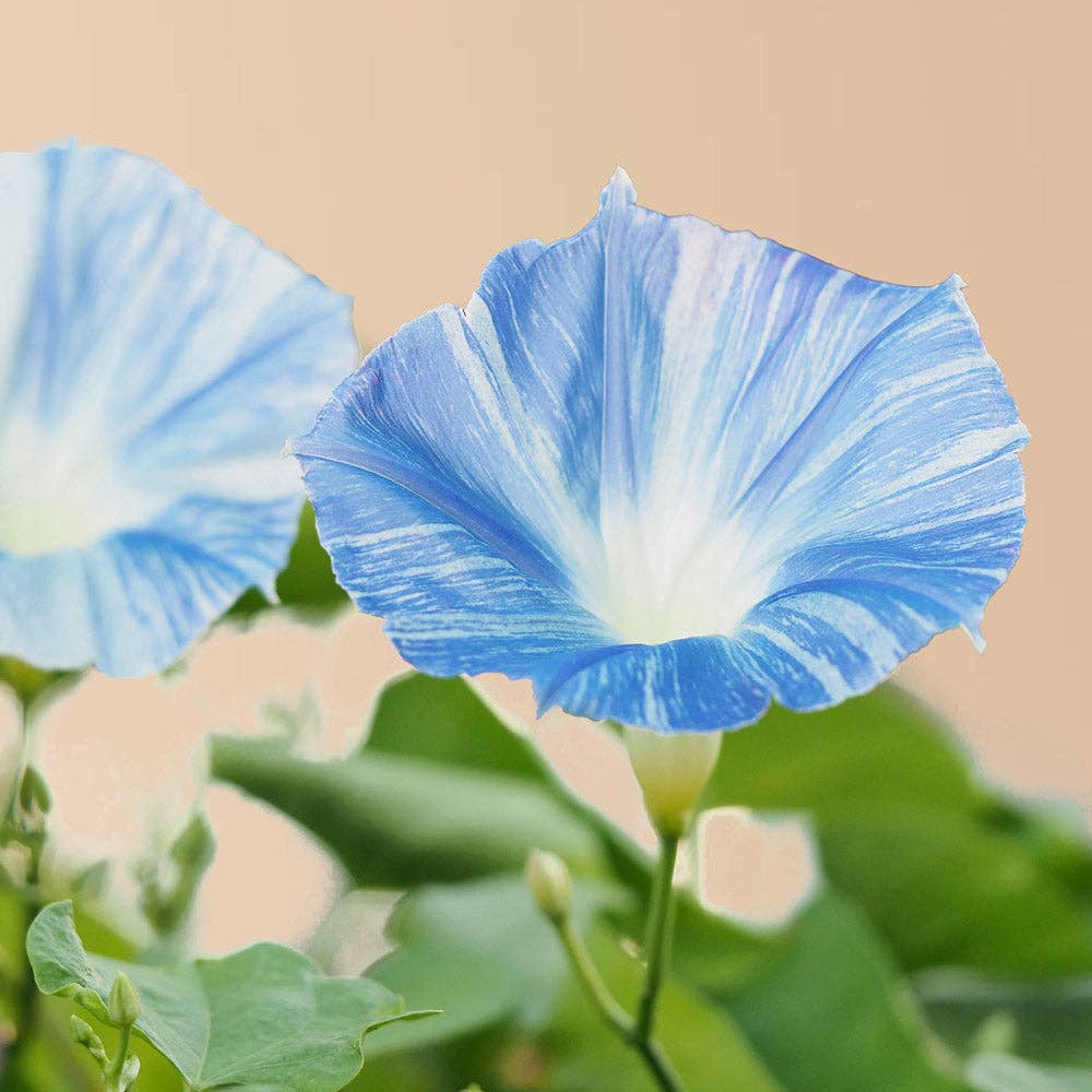 Flying Saucer Morning Glory - 100 Seeds