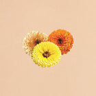 Touch of Red Mix Calendula Seeds