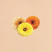Touch of Red Mix Calendula Seeds