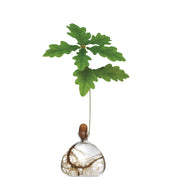 Acorn Vase - Clear