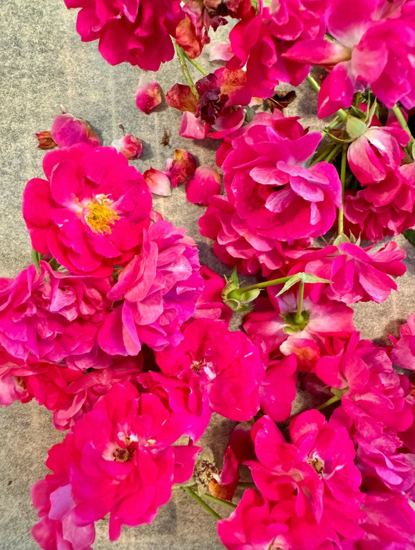 Edible Flowers Blend