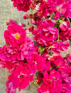 Edible Flowers Blend