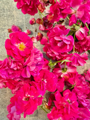 Edible Flowers Blend