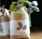 Cultivate & Eat - Basil Set of 3