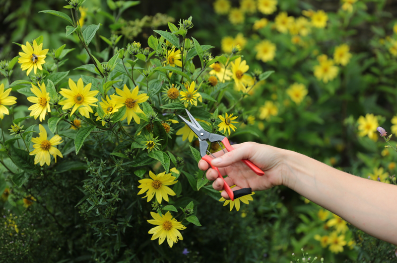 Garden Snips