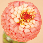 Oklahoma Salmon Zinnia - 100 Seeds