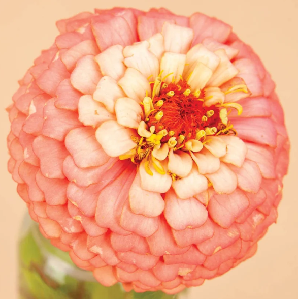 Oklahoma Salmon Zinnia - 100 Seeds