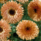 Touch of Red Mix Calendula Seeds - 50 Seeds