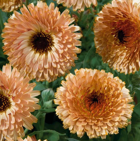 Touch of Red Mix Calendula Seeds - 50 Seeds