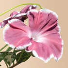 Chocolate Morning Glory - 25 Seeds