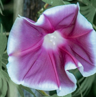 Chocolate Morning Glory - 25 Seeds
