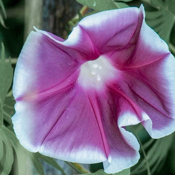Chocolate Morning Glory - 25 Seeds