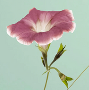 Chocolate Morning Glory - 25 Seeds