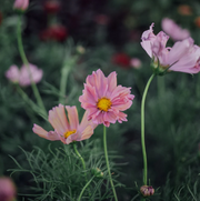 Apricotta Cosmos - 100 Seeds