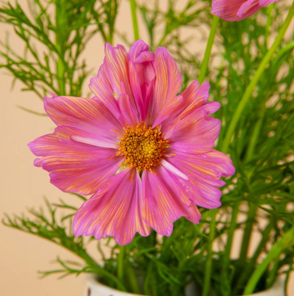 Apricotta Cosmos - 100 Seeds