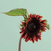 ProCut Red Sunflower - 25 Seeds