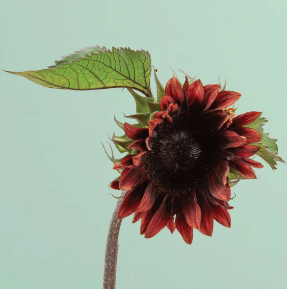 ProCut Red Sunflower - 25 Seeds