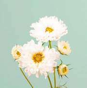 Double Click Snow Puff Cosmo - 50 Seeds