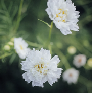 Double Click Snow Puff Cosmo - 50 Seeds